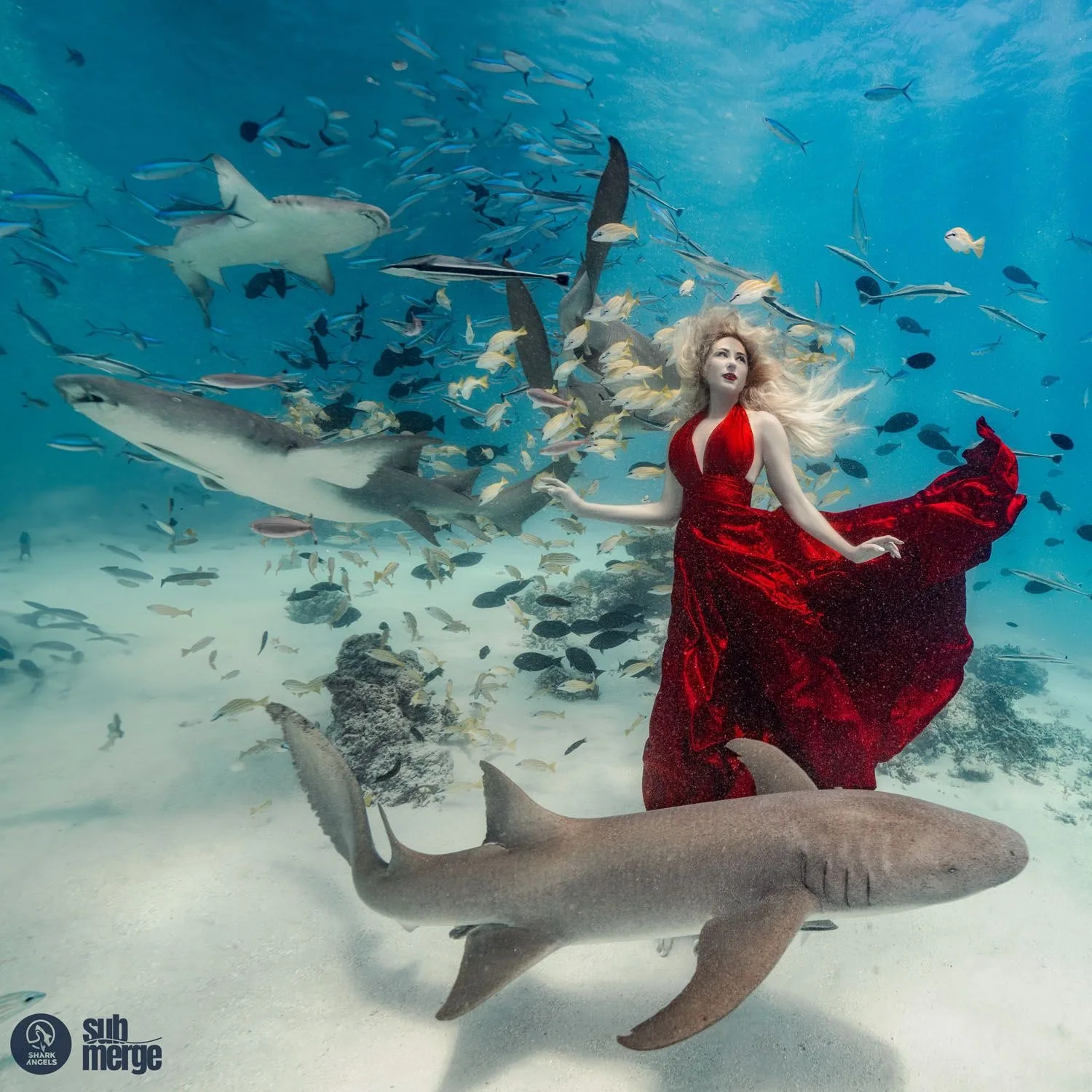 Diving into Conservation with Shark Angels — 02 dsc05977 wm