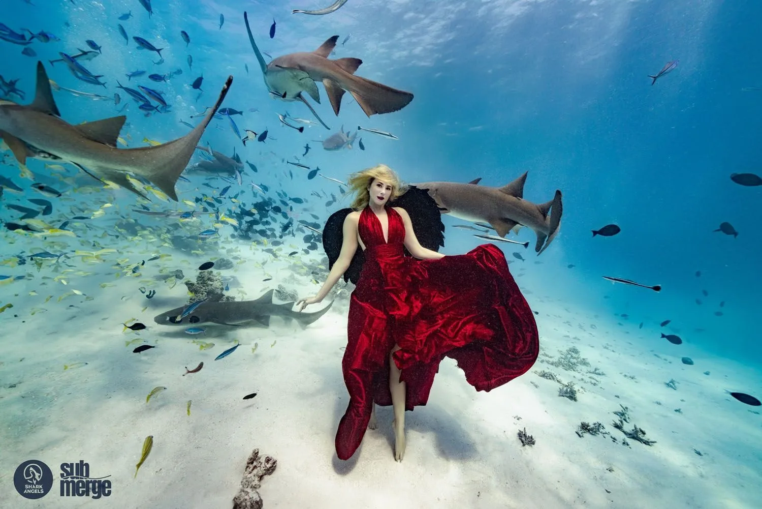 Diving into Conservation with Shark Angels — 03 dsc05909 wm