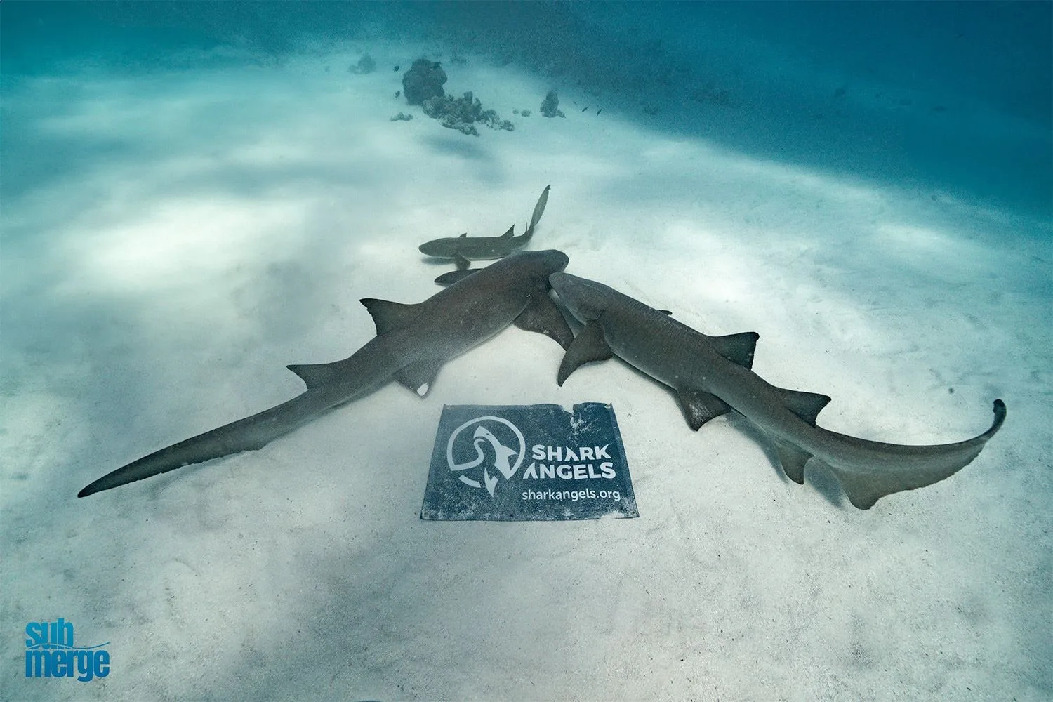 Diving into Conservation with Shark Angels — 04 dsc06105 sm