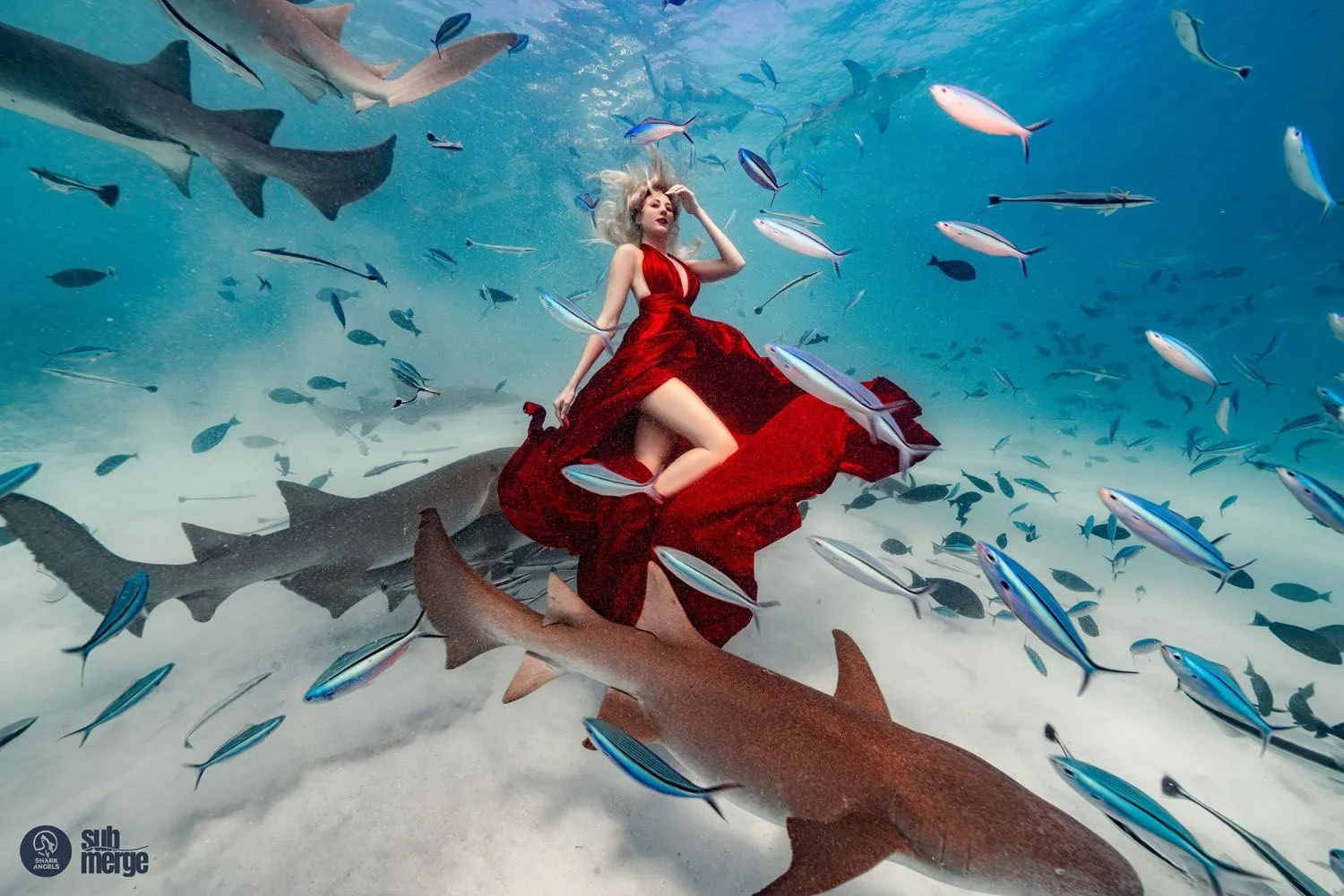 Diving into Conservation with Shark Angels — 06 dsc06218 wm