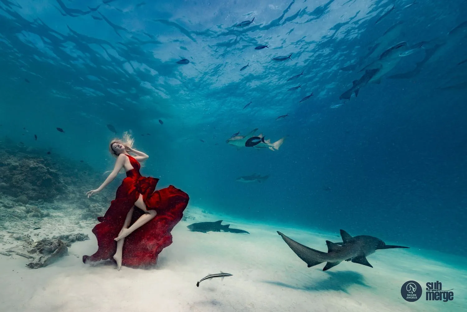 Diving into Conservation with Shark Angels — 07 dsc06293 wm