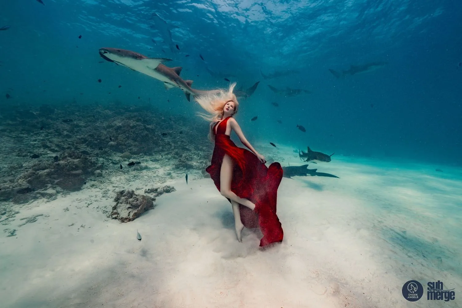 Diving into Conservation with Shark Angels — 12 dsc06271 wm