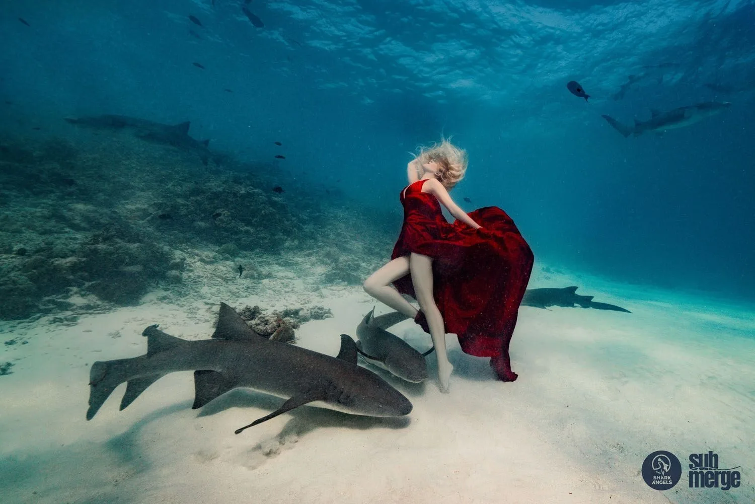 Diving into Conservation with Shark Angels — 13 dsc06282 wm