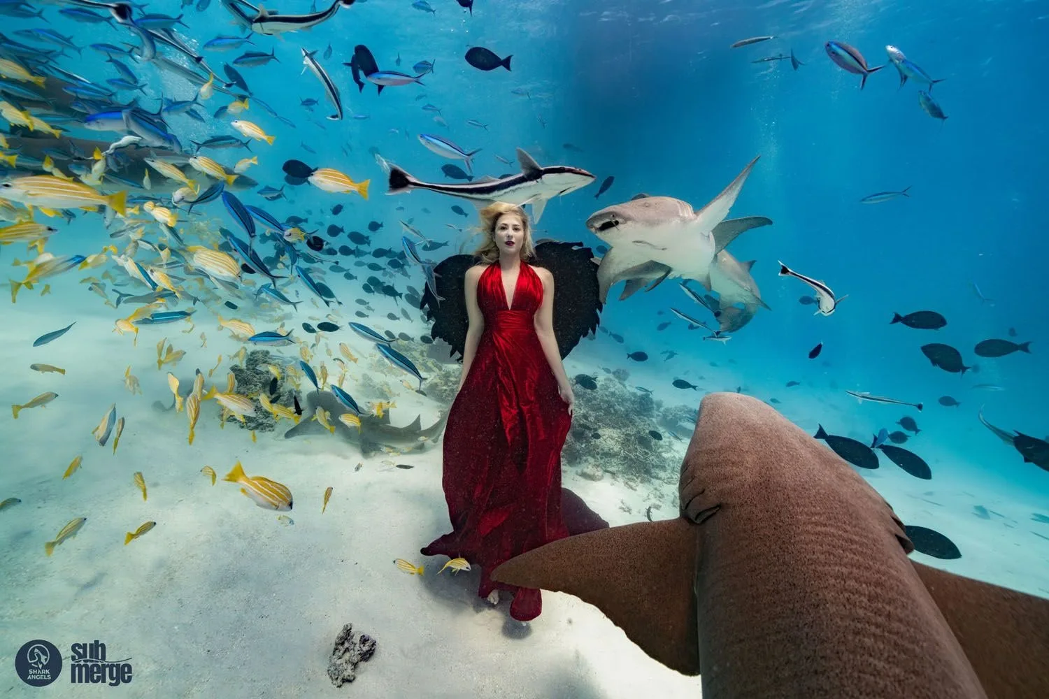Diving into Conservation with Shark Angels — 14 dsc05899 wm