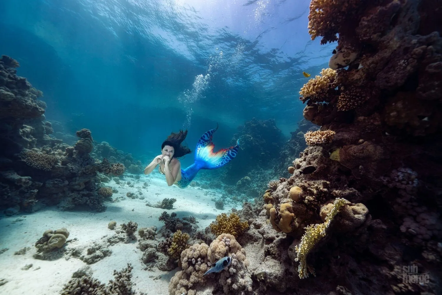 Diving, Modeling, and Underwater Photography in the Red Sea — 23 dsc00159 wm