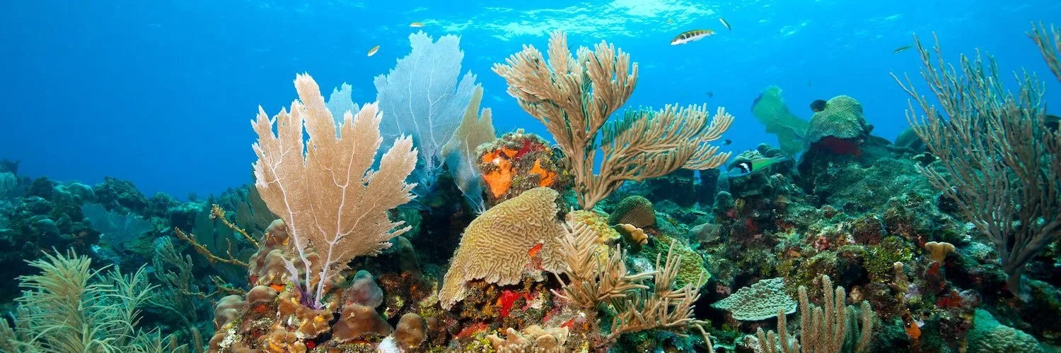 Roatan 2026: Underwater Modeling Adventure — 65 image asset8