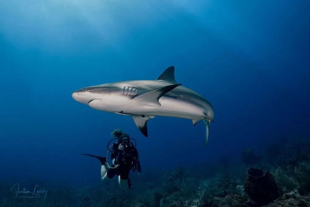 Roatan 2026: SCUBA Certifcation Adventure — 43 dsc03141 v1 4k