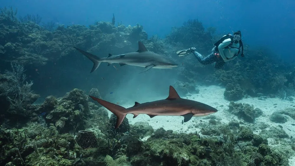 Roatan 2026: SCUBA Certifcation Adventure — 50 dsc03062 4k instagram post landscape