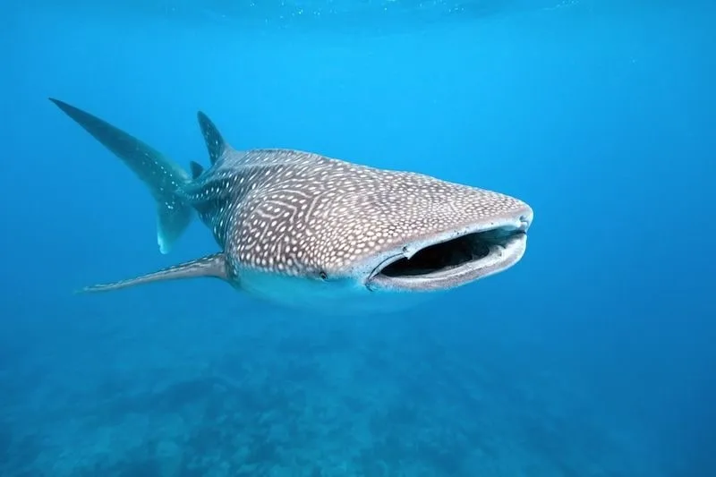Maldives 2026: Underwater Modeling Adventure — 61 istock 153689301resized