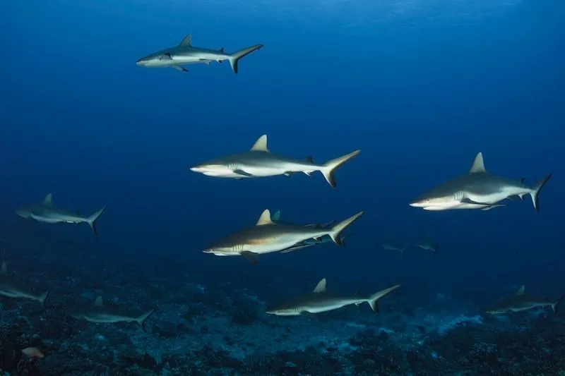 Maldives 2026: Underwater Modeling Adventure — 62 istock 153781301resized