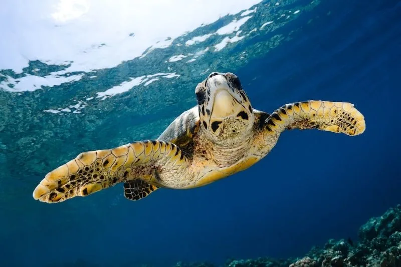 Maldives 2026: Underwater Modeling Adventure — 63 istock 176424345resized