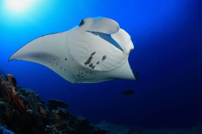 Maldives 2026: Underwater Modeling Adventure — 64 istock 586751962resized