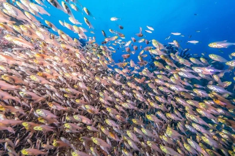 Maldives 2026: Underwater Modeling Adventure — 65 istock 619983380resized