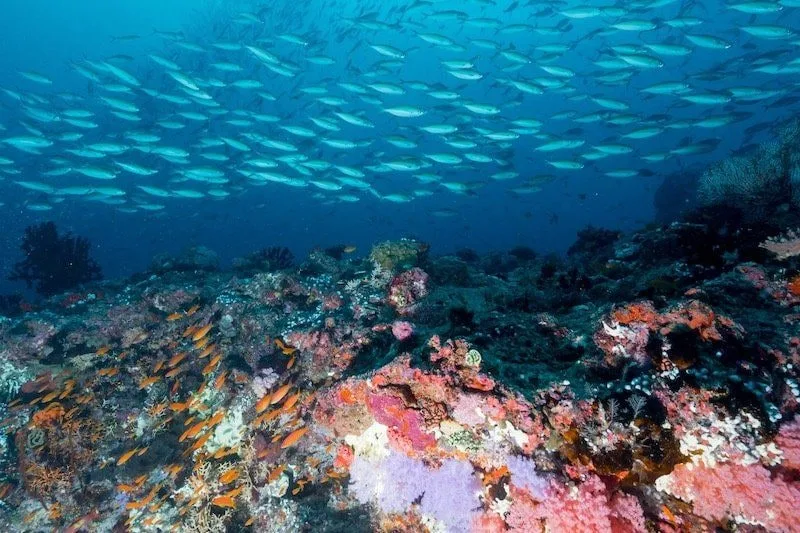 Maldives 2026: Underwater Modeling Adventure — 66 istock 620000256resized
