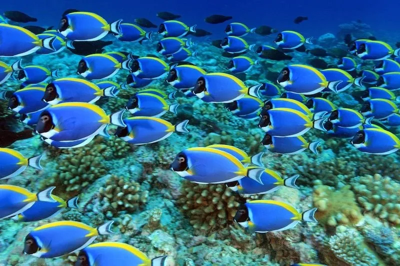 Maldives 2026: Underwater Modeling Adventure — 67 istock 598675890resized