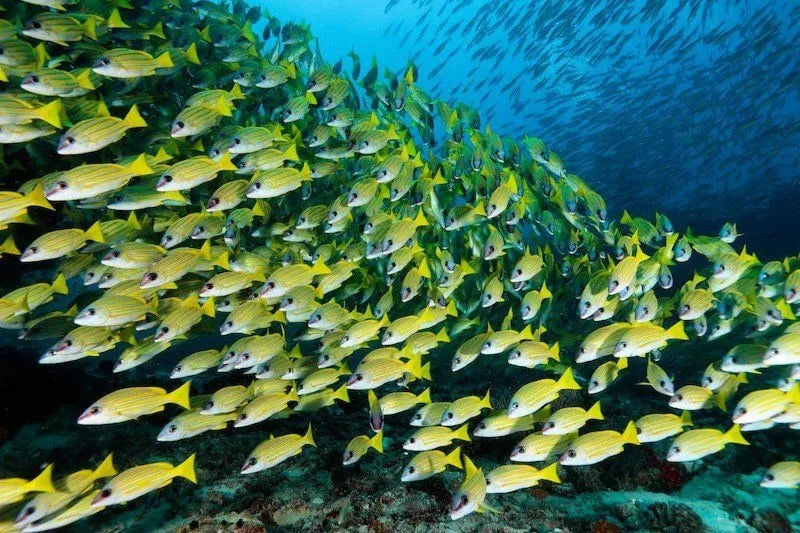 Maldives 2026: Underwater Modeling Adventure — 68 istock 1176940756resized