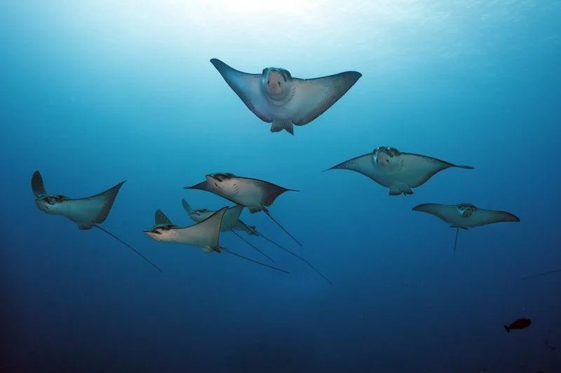 Maldives 2026: Underwater Modeling Adventure — 69 istock 1179294988resized