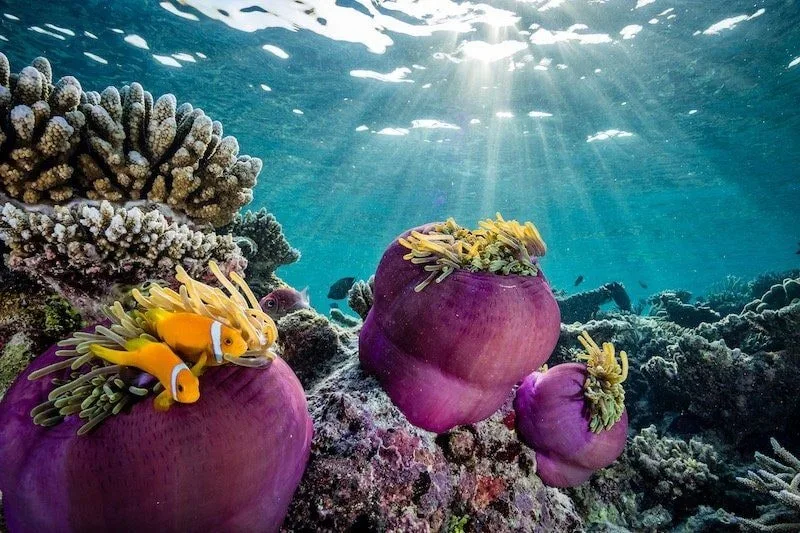 Maldives 2026: Underwater Modeling Adventure — 70 istock 1218572283resized