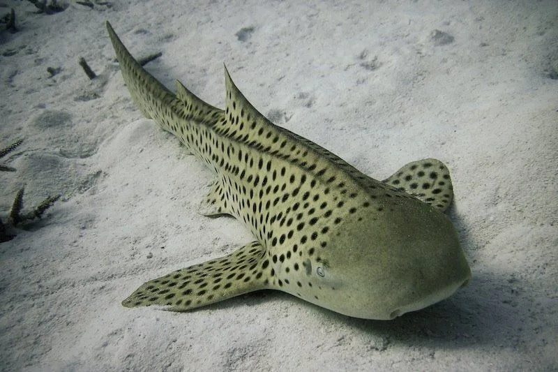 Maldives 2026: Underwater Modeling Adventure — 71 istock 1320863248resized